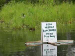 The loons were nesting near our mainland dock