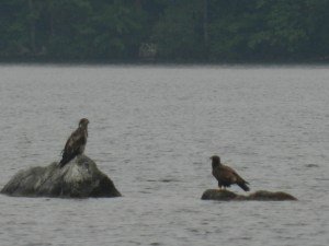 Juvenile bald eagle with the baby bald eagle