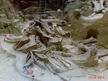 Mammoth Bones