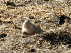 The Wild Prairie Dog Of The West