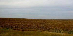 lots of yummy sunflower seeds here