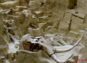 These tusks have been nicknamed "Beauty"