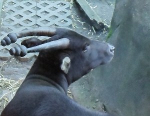 Anoa, we re-named this one "Kong"