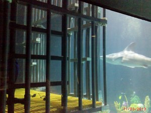 Time to feed the sharks