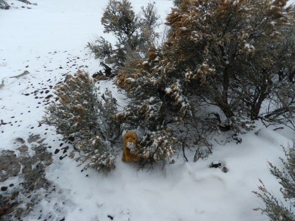 No mountain lions were harmed for this photo